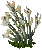 lilies_plain