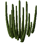 pipe_cactus