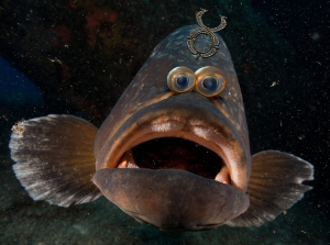 Image result for surprised fish