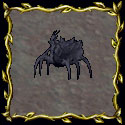 Solen Matriarch